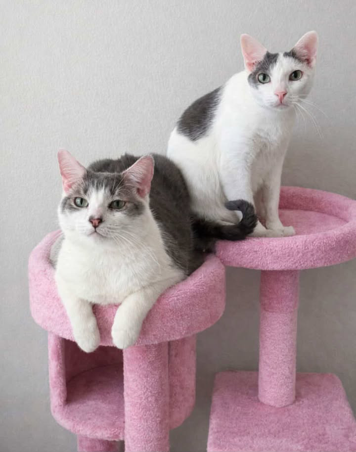 Max and Jax