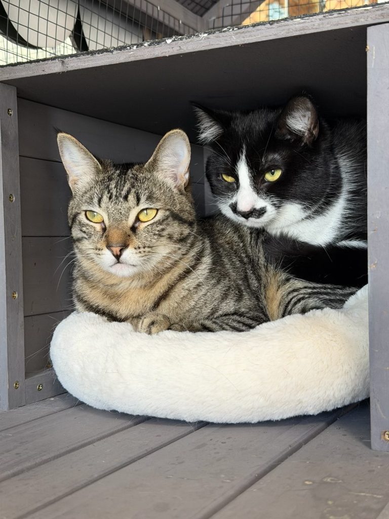 Bella and Stella